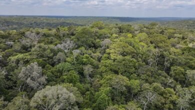 Impulsione Sua Pesquisa: MCTI e CNPq Liberam R$ 33,5 Milhões para Inovação na Amazônia Legal!